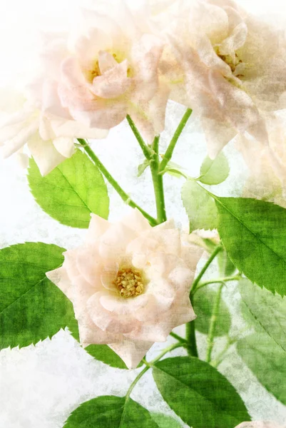 Pobočka jemné růže — Stock fotografie