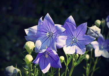balon çiçek (platycodon grandiflorus)