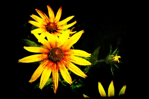 Černá grunge pozadí s květy žlutými rudbeckia — Stock fotografie