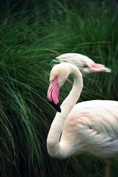 Greater Flamingo (Phoenicopterus roseus) — Stock Photo, Image