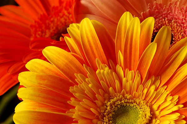 Hermosas flores gerber — Foto de Stock