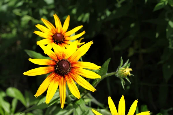 明るい黄色のルドベキア花 — ストック写真