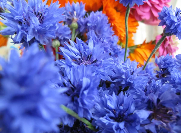 Ljusa blå blåklinten blommor — Stockfoto