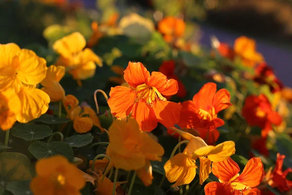 明るいオレンジ色キンレンカの花 — ストック写真