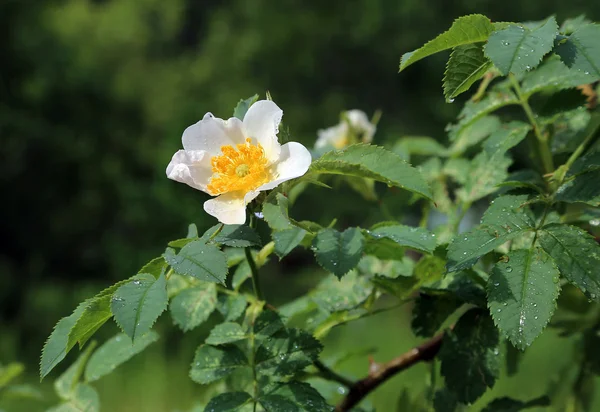 Beautiful flower of a white Dog Roses — Stock Photo, Image