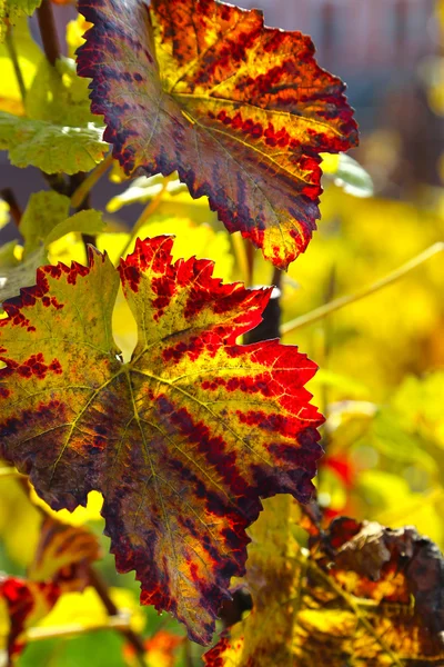 Piękny gałąź jesień winogron — Zdjęcie stockowe