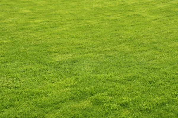 绿色草坪背景 免版税图库图片