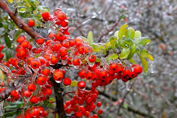 Branch of a bush with bright berries after freezing rain — Stock Photo, Image