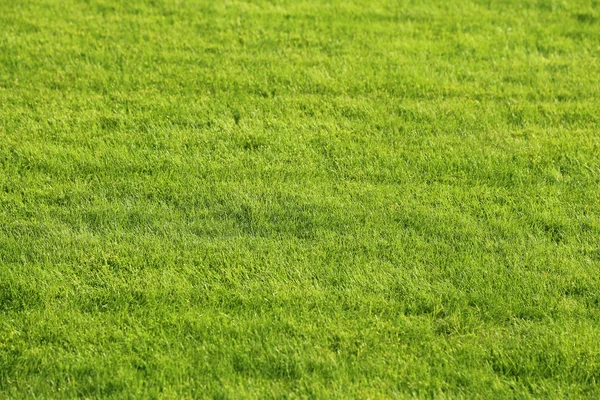 Grüner Rasen Hintergrund Stockbild