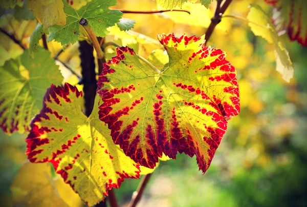 Herbst helles Blatt der Traube — Stockfoto