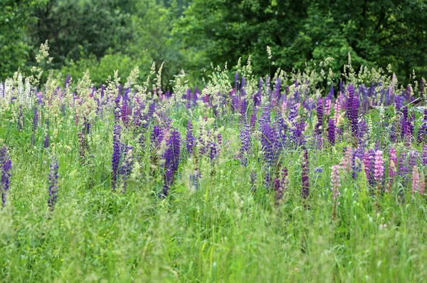 Lupins sauvages — Photo