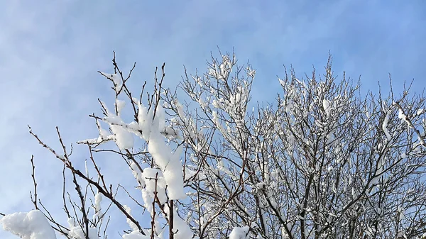 Ramas de árboles de invierno cubiertas de nieve — Foto de Stock