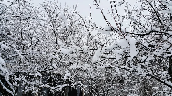 Rami coperti di neve — Foto Stock