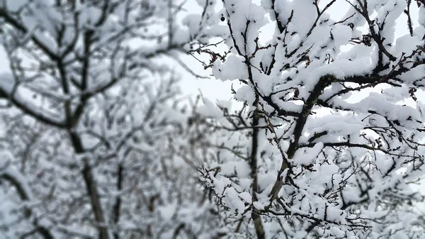 Takken bedekt met sneeuw — Stockfoto