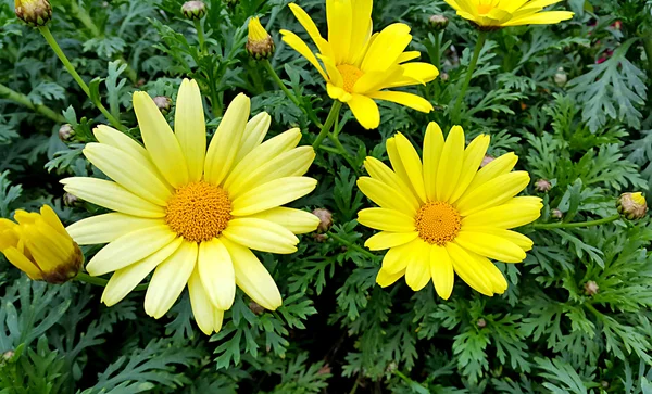 Flores amarelas brilhantes — Fotografia de Stock