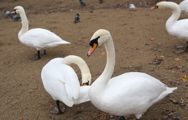 White swans — Stock Photo, Image