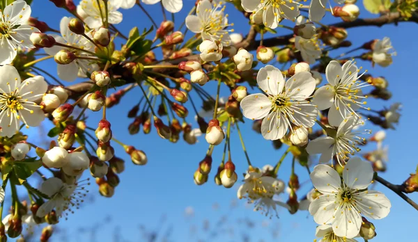 Branch of a spring tree with beautiful white flowers — Stock Photo, Image