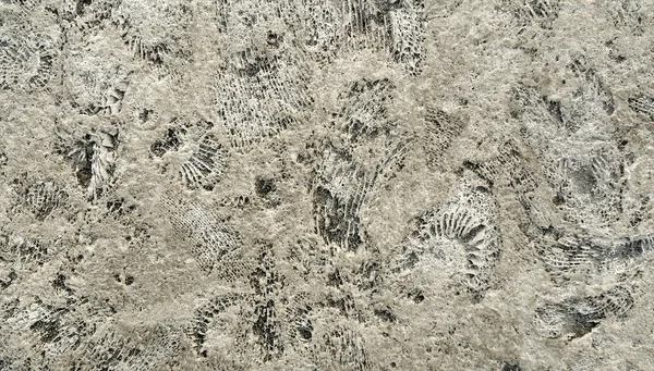 Ammonite fossils on a rock — Stock Photo, Image