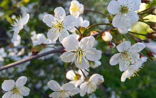 Kevään kukkivan puun oksa — kuvapankkivalokuva