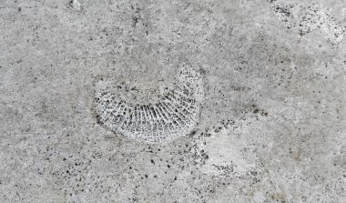 Stone texture with fossils  clipart