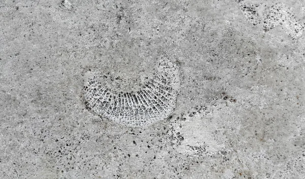 Stone texture with fossils — Stock Photo, Image