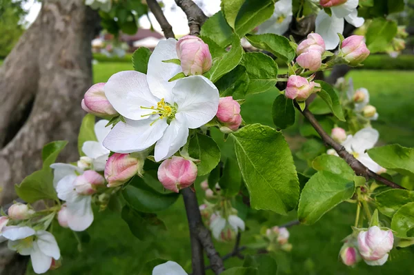 Beautiful flowers of spring apple-tree — Stock Photo, Image