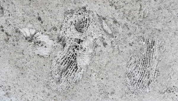Tekstura kamień z skamieniałości — Zdjęcie stockowe