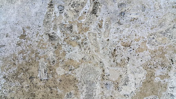 Tekstura kamień z skamieniałości — Zdjęcie stockowe