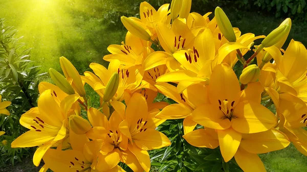 Krásná světle žlutá lilie a slunečního záření — Stock fotografie