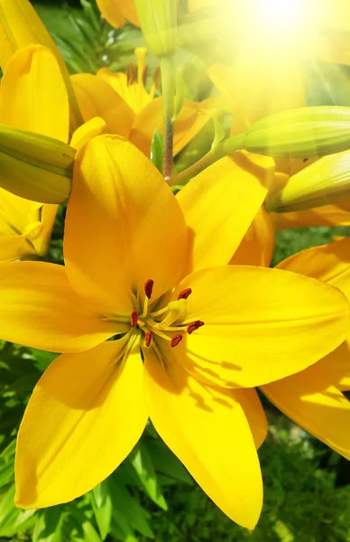 Lírio amarelo bonito — Fotografia de Stock