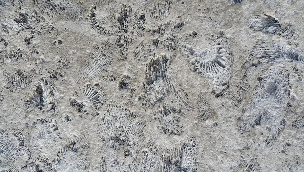 Amonicki skamieniałości na skale — Zdjęcie stockowe