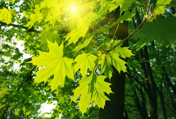 Lindas folhas de primavera de árvore de bordo e luz solar — Fotografia de Stock