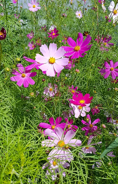 Beautiful Cosmos flowers — Stock Photo, Image