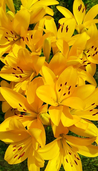 Lírio amarelo bonito — Fotografia de Stock