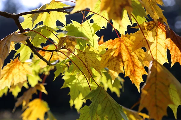 Beautiful yellow foliage of autumn maple — Stock Photo, Image