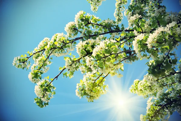 Zweig eines Frühlingsbaumes mit schönen weißen Blüten — Stockfoto