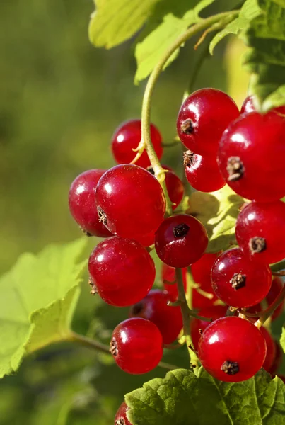 Gren av mogna röda vinbär bär — Stockfoto