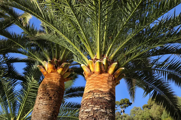 Palm trees — Stock Photo, Image