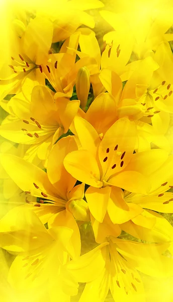Vackra soliga lily — Stockfoto