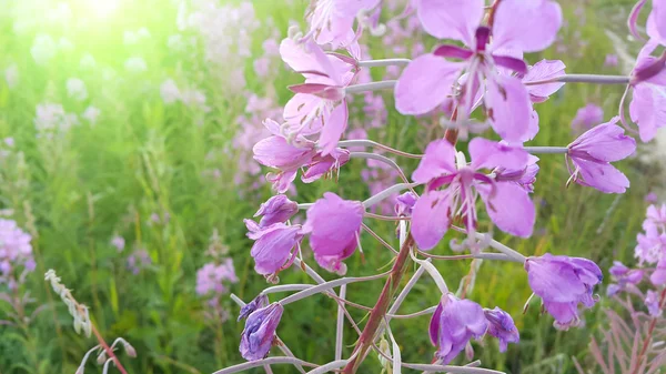 咲いて fireweed (アカバナのり面) — ストック写真