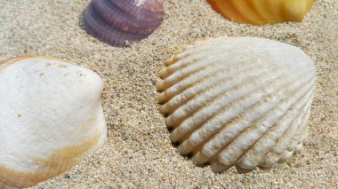 Closeup of sea shells on the sand 