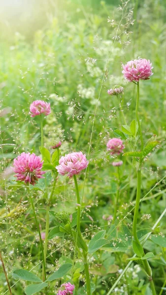 Sunny clover flowers — Stock Photo, Image