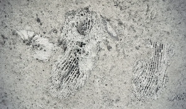 Steen textuur met fossielen — Stockfoto
