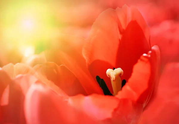 Tulipas vermelhas bonitas com luz solar — Fotografia de Stock