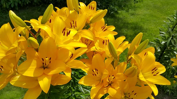 Hermoso lirio amarillo brillante — Foto de Stock