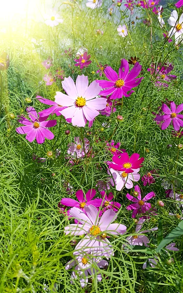 Vackra cosmos blommor — Stockfoto