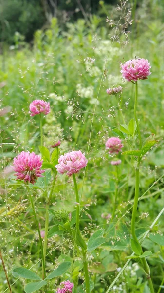 Клевер цветы на поле — стоковое фото