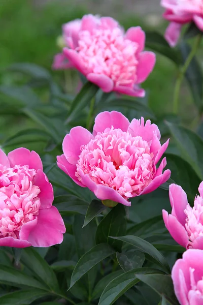 Bella peonia rosa — Foto Stock