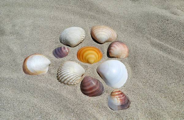 Muscheln auf dem Sand — Stockfoto