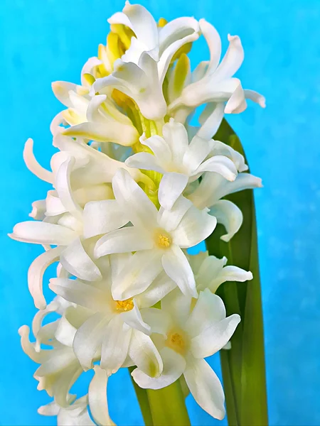 Macro view of white flowers of Hyacinthus — Stock Photo, Image
